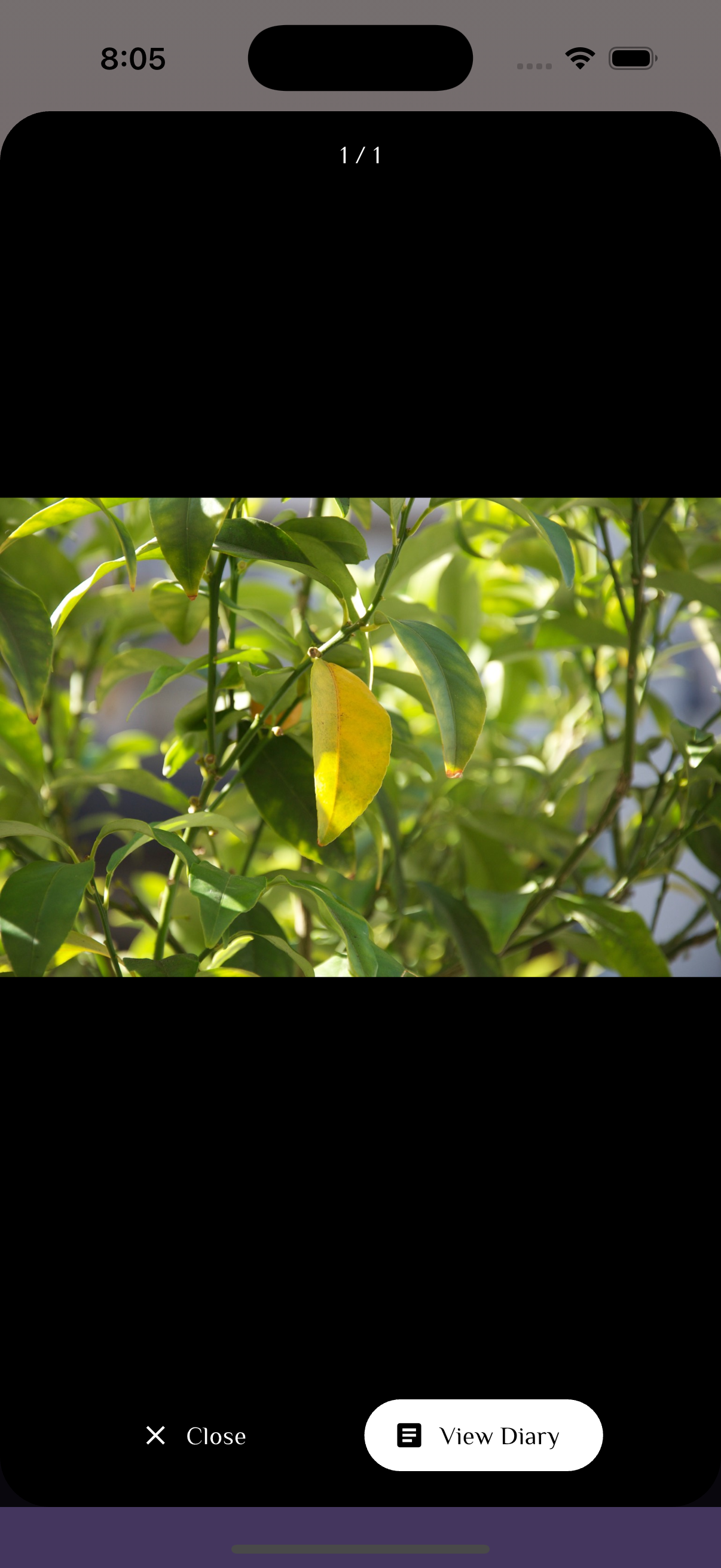 Screenshot 9 of Diary Play